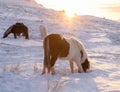 Horses In Winter. Rural Animals in Snow Covered Meadow. Pure Nature in Iceland. Frozen North Landscape. Icelandic Horse Royalty Free Stock Photo