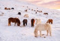 Horses In Winter. Rural Animals in Snow Covered Meadow. Pure Nature in Iceland. Frozen North Landscape. Icelandic Horse Royalty Free Stock Photo