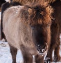 Horses at Winter Icelandic Highlands. Rural Animals in Snow Covered Meadow. Pure Nature in Iceland. Frozen North Royalty Free Stock Photo