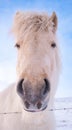 Horses at Winter Icelandic Highlands. Rural Animals in Snow Covered Meadow. Pure Nature in Iceland. Frozen North Royalty Free Stock Photo