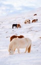 Horses at Winter Icelandic Highlands. Rural Animals in Snow Covered Meadow. Pure Nature in Iceland. Frozen North Royalty Free Stock Photo