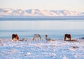 Horses at Winter Icelandic Highlands. Rural Animals in Snow Covered Meadow. Pure Nature in Iceland. Frozen North Royalty Free Stock Photo