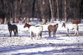 Horses in Winter snow, Jackson, WY