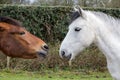 Horses wooing Royalty Free Stock Photo