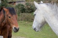 Horses wooing Royalty Free Stock Photo