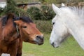 Horses wooing Royalty Free Stock Photo