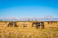 Horses of Wyoming