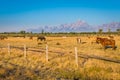 Horses of Wyoming