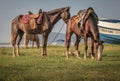 Horses (Equus ferus caballus) with saddles grazing along the beach in Costa Rica