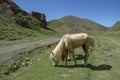 Gobi Desert in Mongolia Royalty Free Stock Photo