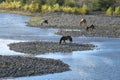 Horses in the Ãâuble River. Chile. Royalty Free Stock Photo