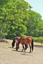 Horses at ÃâverjÃÂ¤rva GÃÂ¥rd in Solna in Stockholm County