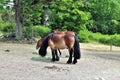 Horses at ÃâverjÃÂ¤rva GÃÂ¥rd in Solna in Stockholm County