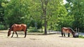 Horses at ÃâverjÃÂ¤rva GÃÂ¥rd in Solna in Stockholm County