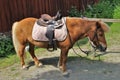 Horses at ÃâverjÃÂ¤rva GÃÂ¥rd in Solna in Stockholm County