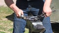 Farrier work: Shaping the shoe. Royalty Free Stock Photo