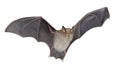 Horseshoe bat isolated Royalty Free Stock Photo