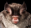 Horseshoe Bat portrait