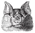 Horseshoe bats Rhinolophidae, vintage engraving
