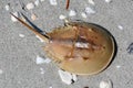 Horseshoe Crab Royalty Free Stock Photo
