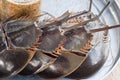 Horseshoe crab