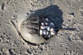 Horseshoe crab with barnacles on wet sandy beach