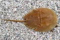 Horseshoe crab on the beach Royalty Free Stock Photo