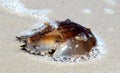 Horseshoe Crab on Beach - New Jersey Royalty Free Stock Photo