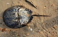 Horseshoe crab on the beach in New Jersey Royalty Free Stock Photo