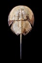 Horseshoe crab on black background isolated close up top view, marine arthropod with domed horseshoe-shaped shell