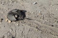 Horseshoe crab and body marks on broad Delaware Bay Coastline Royalty Free Stock Photo