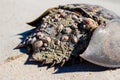 Horseshoe Crab carapace viewed from behind Royalty Free Stock Photo