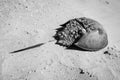 Horseshoe Crab carapace viewed from behind Royalty Free Stock Photo