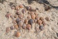 Horseshoe crab castings on a beach Royalty Free Stock Photo