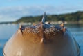 Horseshoe crab Royalty Free Stock Photo