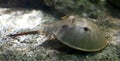 Horseshoe Crab Royalty Free Stock Photo