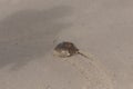 Horseshoe crab crawling across the sand at the beach Royalty Free Stock Photo