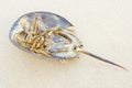 Horseshoe crab dead. Royalty Free Stock Photo