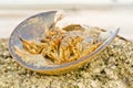 Horseshoe crab dead. Royalty Free Stock Photo