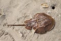 Horseshoe crab exoskeleton