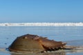 Horseshoe crab on Florida beach on blue sky background Royalty Free Stock Photo