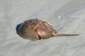 Horseshoe crab on Florida beach Royalty Free Stock Photo