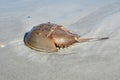 Horseshoe crab on Florida beach