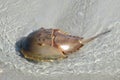 Horseshoe crab on Florida beach Royalty Free Stock Photo