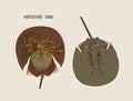 Horseshoe-crab hand draw sketch vector. Royalty Free Stock Photo