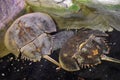 Horseshoe crab Royalty Free Stock Photo