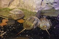 Horseshoe crab Royalty Free Stock Photo