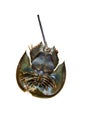 Horseshoe crab