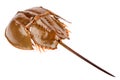 Horseshoe crab in isolated on white background Royalty Free Stock Photo
