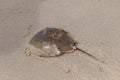 Horseshoe crab leaving a trail in the sand as he tries to get back into the water Royalty Free Stock Photo